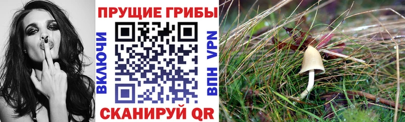 Купить закладки  Воскресенск  Галлюциногенные грибы MAGIC MUSHROOMS 
